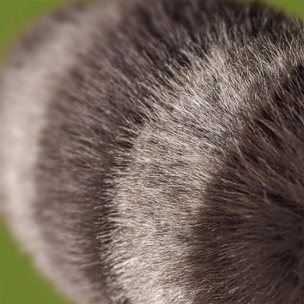 Trixiwoo Le Raton Laveur | Jellycat