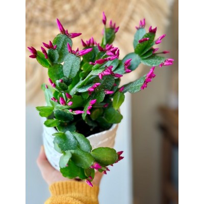Plantes - Cactus de Pâques Fuchsia - Pot Oeuf