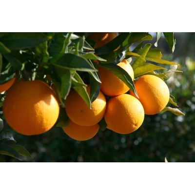 Zayat Aroma - Huile Essentielle - Orange douce - 11mL
