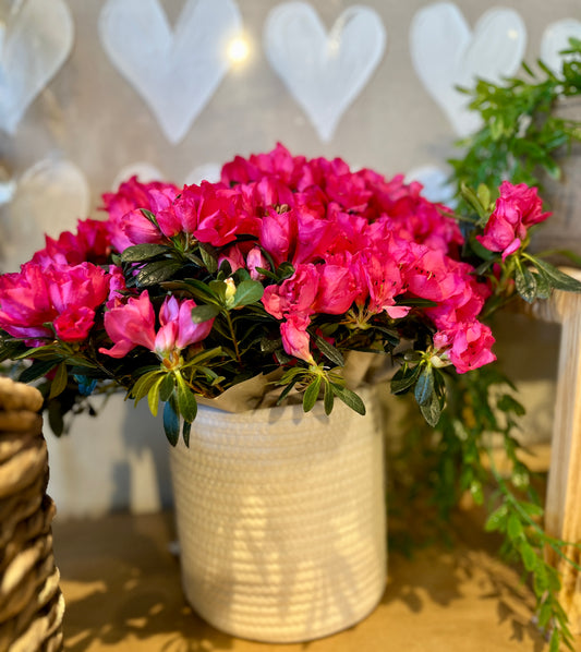 Azalée en panier