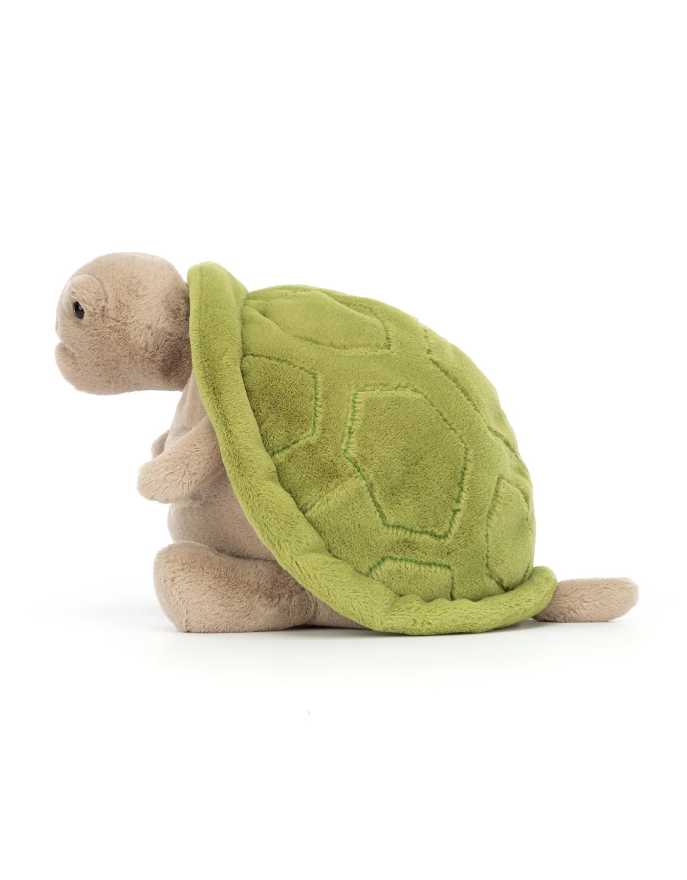 Tortue Timmy